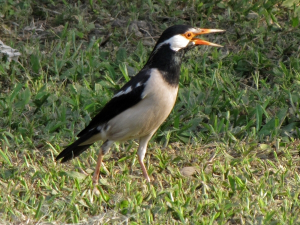 Gracupica contra
Asian Pied Starling, Pied Myna (Eng) Eksterspreeuw (Ned) 
Trefwoorden: Bird;Passeriformes;Sturnidae