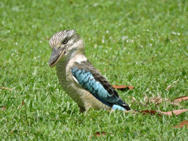 Dacelo leachii
Blue-winged Kookaburra (Eng) Blauwvleugelkookaburra (Ned)
Keywords: Bird;Coraciiformes;Alcedinidae