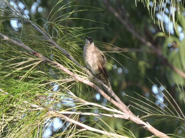 Coracina novaehollandiae
Black-faced Cuckooshrike (Eng) Australische Rupsvogel (Ned) – immature
Trefwoorden: Bird;Passeriformes;Campephagidae