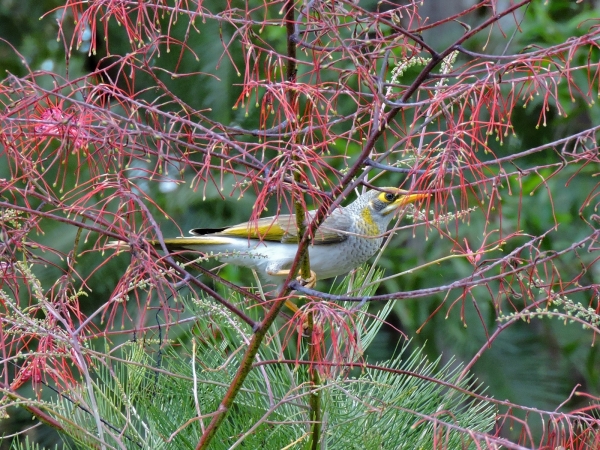 Manorina flavigula
Yellow-throated Miner (Eng) Witstuithoningeter (Ned) 
Trefwoorden: Bird;Passeriformes;Meliphagidae