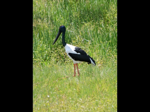 Ephippiorhynchus asiaticus
Black-necked Stork (Eng) Zwarthalsooievaar (Ned) - Female
Trefwoorden: Bird;Ciconiiformes;Ciconiidae