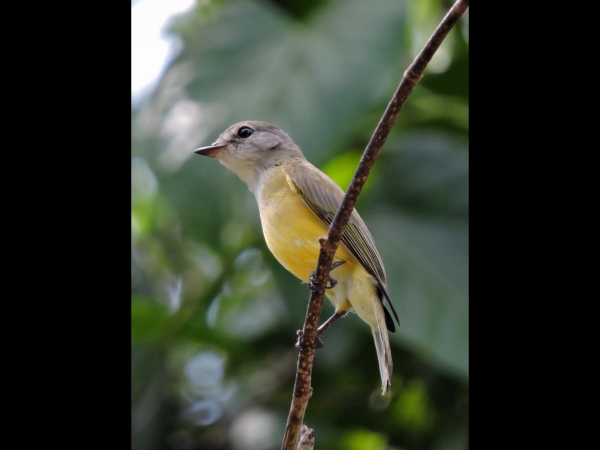 Eopsaltria griseogularis
Western Yellow Robin (Eng) Grijsborstvliegenvanger (Ned)
Trefwoorden: Bird;Passeriformes;Petroicidae