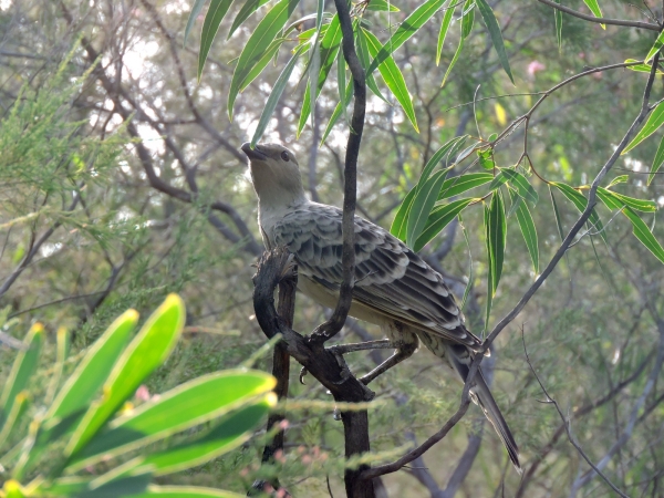 Chlamydera nuchalis
Great Bowerbird (Eng) Grijze Prieelvogel (Ned) 
Trefwoorden: Bird;Passeriformes;Ptilonorhynchidae