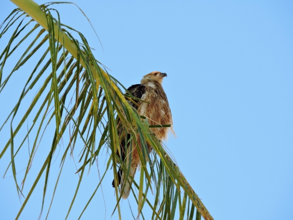 Haliastur sphenurus
Whistling Kite (Eng) Wigstaartwouw (Ned)
Keywords: Bird;Accipitriformes;Accipitridae