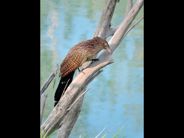 Centropus phasianinus
Pheasant Coucal (Eng) Fazantspoorkoekoek (Ned) 
Keywords: Bird;Cuculiformes;Cuculidae
