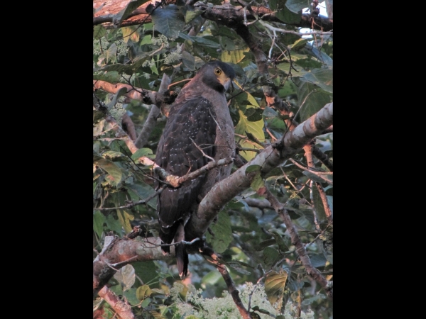 Spilornis cheela
Crested Serpent Eagle (Eng) Indische Slangenarend (Ned) काकाकुल (Nep) कलगीदार सर्प चील (Hin) 
Keywords: Bird;Accipitriformes;Accipitridae