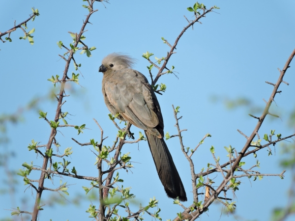 Corythaixoides concolor
Grey Go-away-bird (Eng) Vale Toerako (Ned) Kwêvoël (Afr)
Keywords: Bird;Musophagiformes;Musophagidae