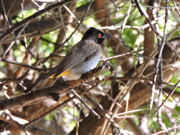 Pycnonotus nigricans
African Red-eyed Bulbul (Eng) Maskerbuulbuul (Ned) Rooioogtiptol (Afr) 
Trefwoorden: Bird;Passeriformes;Pycnonotidae