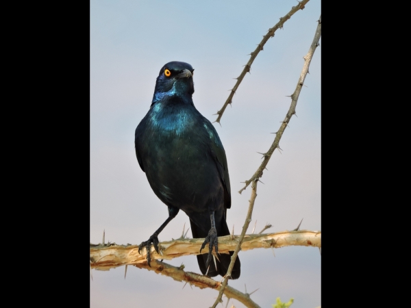 Lamprotornis nitens
Cape Starling (Eng) Roodschouderglansspreeuw (Ned) Kleinglansspreeu (Afr)
Trefwoorden: Bird;Passeriformes;Sturnidae