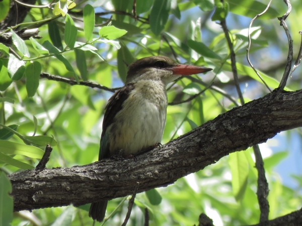 Halcyon albiventris
Brown-hooded Kingfisher (Eng) Bruinkapijsvogel (Ned) Bruinkopvisvanger (Afr) 
Trefwoorden: Bird;Coraciiformes;Alcedinidae