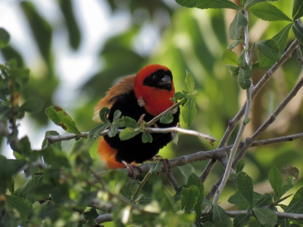 Euplectes orix
Southern Red Bishop (Eng) Grenadierwever (Ned) Rooivink (Afr) - Male in breeding plumage
Trefwoorden: Bird;Passeriformes;Ploceidae