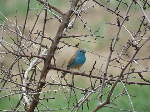 Uraeginthus angolensis
Blue Waxbill (Eng) Angolees Blauwfazantje (Ned) Gewone Blousysie (Afr)
Trefwoorden: Bird;Passeriformes;Estrildidae