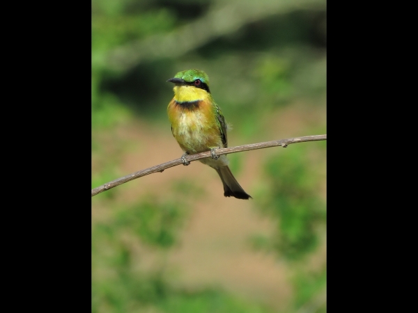 Merops pusillus
Little Bee-eater (Eng) Dwergbijeneter (Ned) Kleinbyvreter (Afr)
Trefwoorden: Bird;Coraciiformes;Meropidae