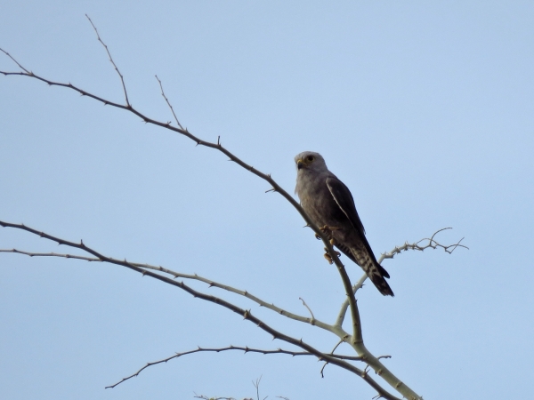 Falco dickinsoni
Dickinson's kestrel (Eng) Dickinsons Torenvalk (Ned) Dickinsonse grysvalk (Afr) 
Keywords: Bird;Falconiformes;Falconidae