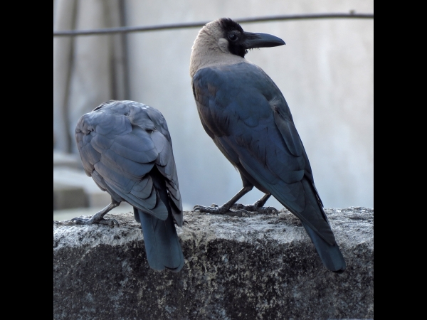 Corvus splendens
House Crow (Eng) Huiskraai (Ned/Afr) 
Trefwoorden: Bird;Passeriformes;Corvidae