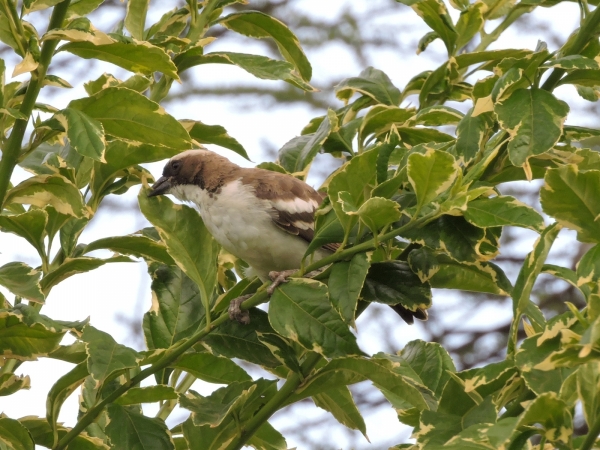 Plocepasser mahali
White-browed Sparrow-weaver (Eng) Mahali-wever (Ned) Koringvoël (Afr)
Trefwoorden: Bird;Passeriformes;Passeridae