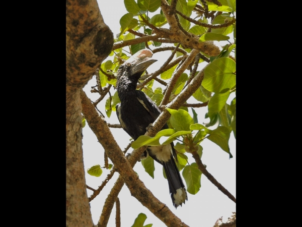 Bycanistes brevis
Silvery-cheeked Hornbill (Eng) Zilveroorneushoornvogel (Ned) Kuifkopboskraai (Afr) - Male
Keywords: Bird;Bucerotiformes;Bucerotidae