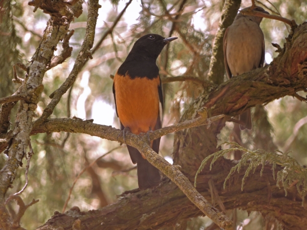 Oriolus monacha
Ethiopian Oriole (Eng) Monnikswielewaal (Ned) 
Trefwoorden: Bird;Passeriformes;Oriolidae