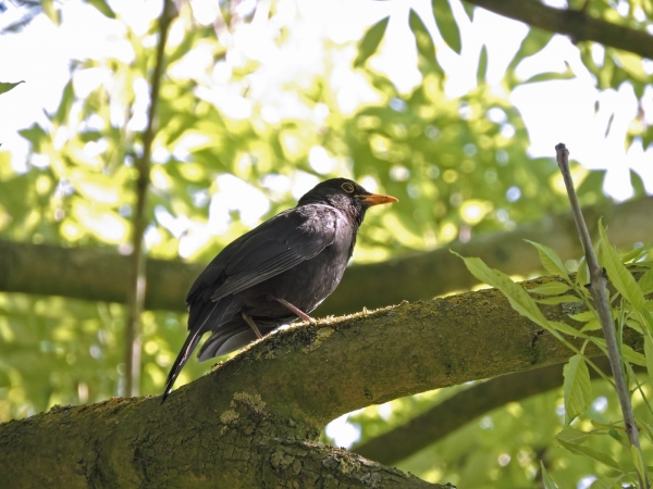 Turdus merula
Common Blackbird (Eng) Merel (Ned) Amsel (Ger) - Male
Trefwoorden: Bird;Passeriformes;Turdidae