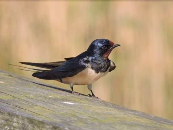 Hirundo rustica
Barn Swallow (Eng) Rauchschwalbe (Ger) Boerenzwaluw (Ned) 
Trefwoorden: Bird;Hirundinidae;Passeriformes