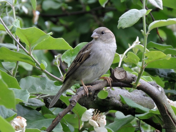 Passer domesticus
House Sparrow (Eng) Huismus (Ned) Huismossie (Afr) - female
Trefwoorden: Bird;Passeriformes;Passeridae