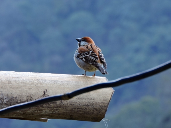 Passer cinnamomeus
Russet Sparrow (Eng) Roodkopmus (Ned)
Trefwoorden: Bird;Passeriformes;Passeridae