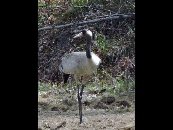 Grus grus
Eurasian Crane (Eng) Europese Kraanvogel (Ned) Eurasischer Kranich (Ger)
Trefwoorden: Bird;Gruiformes;Gruidae