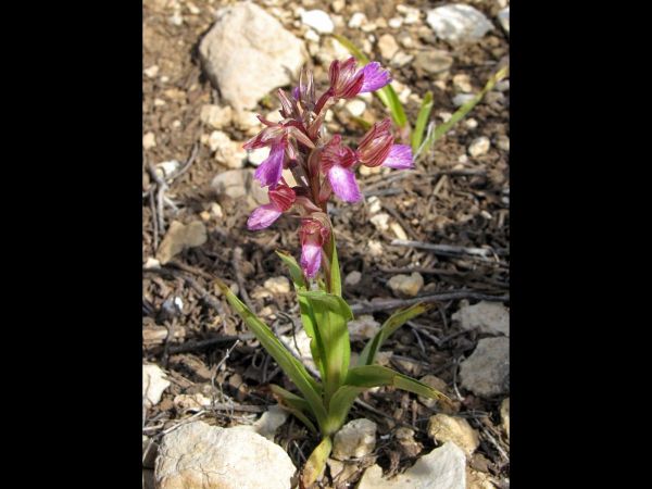 Anacamptis papilionacea
Pink Butterfly Ochid (Eng)
Trefwoorden: Plant;Orchidaceae;Bloem;roze;purper