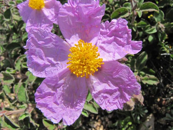 Cistus incanus
Soft-Hairy Rockrose (Eng)
Trefwoorden: Plant;Cistaceae;Bloem;roze