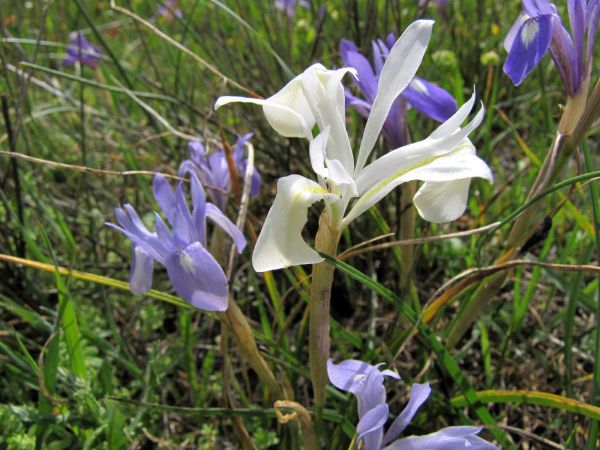 Iris palaestina
Palestine Iris (Eng)
Trefwoorden: Plant;Iridaceae;Bloem;geel;wit