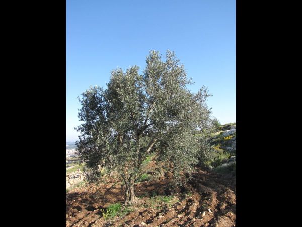 Olea europaea
Olivetree (Eng) Zaytun (Ar)
Keywords: Plant;Boom;Oleaceae;cultuurgewas