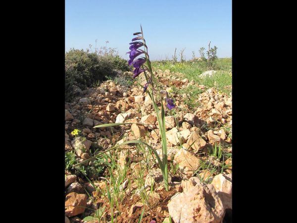 Gladiolus atroviolaceus
Corn Flag (Eng)
Trefwoorden: Plant;Iridaceae;Bloem;blauw;purper;violet