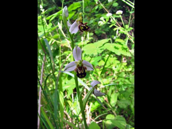 Ophrys apifera
Bee Orchid (Eng) Bijenorchis (Ned) Bienen-Ragwurz (Ger)
Trefwoorden: Plant;Orchidaceae;Bloem;wit