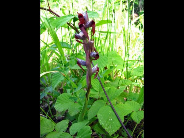 Serapias vomeracea
Long-Lipped Serapias (Eng) Katırtırnağı, Sığırkulağı (Tr)
Keywords: Plant;Orchidaceae;Bloem;bruin