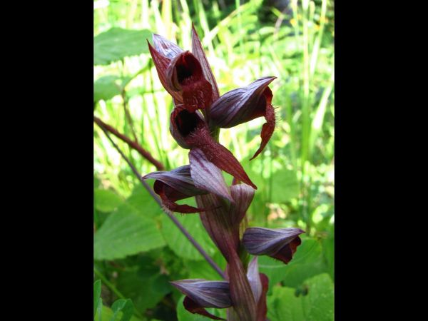 Serapias vomeracea
Long-Lipped Serapias (Eng) Katırtırnağı, Sığırkulağı (Tr)
Keywords: Plant;Orchidaceae;Bloem;bruin