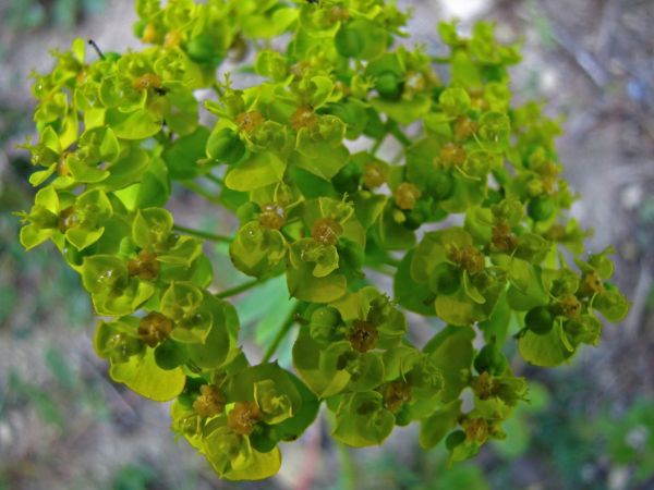 Euphorbia cyparissias
Cypress Spurge (Eng) Sütleğen (Tr)
Keywords: Plant;Euphorbiaceae;Bloem;groen