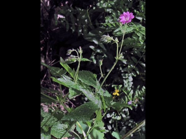 Geranium gracile
Slender Cranesbill (Eng) Narin Itır (Tr)
Trefwoorden: Plant;Geraniaceae;Bloem;roze