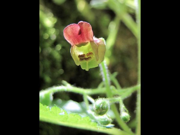 Scrophularia; S. scopolii
Italian Figwort (Eng) Tüylü Sıracaotu (Tr) 
Trefwoorden: Plant;Scrophulariaceae;Bloem;geel;rood