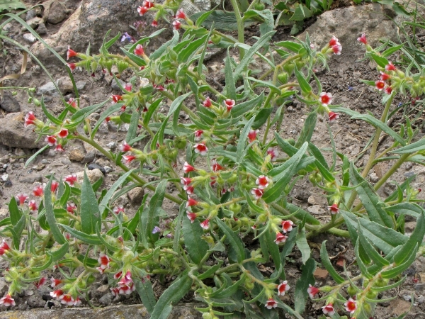 Nonea caspica
Trefwoorden: Plant;Boraginaceae;Bloem;roze;rood