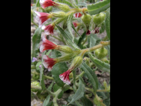 Nonea caspica
Bahar Sormuğu (Tr)
Trefwoorden: Plant;Boraginaceae;Bloem;roze;rood