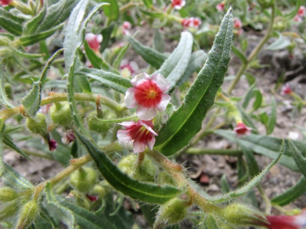 Nonea caspica
Trefwoorden: Plant;Boraginaceae;Bloem;roze;rood