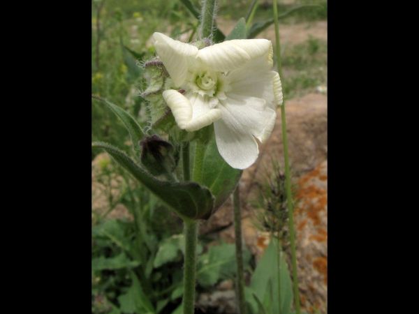 Silene latifolia
Bladder Campion, White Campion (Eng) Avondkoekoeksbloem (Ned) Weiße Nachtnelke (Ger) Gıcıgıcı (Tr) 
Trefwoorden: Plant;Caryophyllaceae;Bloem;wit