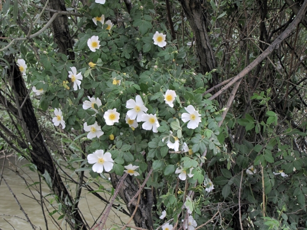 Rosa canina
Dog Rose (Eng) Hondsroos (Ned) Kuşburnu (Turk) نسترن (Farsi) 
Trefwoorden: Plant;Rosaceae;Bloem;wit