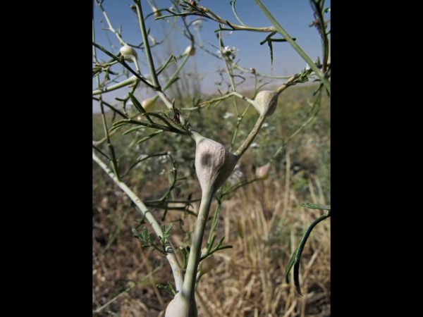 Lepidium vesicarium
Nodal swellings
Trefwoorden: Plant;Brassicaceae