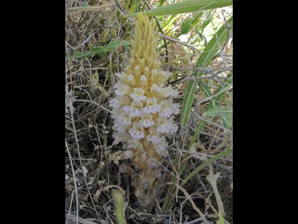 Orobanche
Broomrape (Eng) Bremraap (Ned)
Trefwoorden: Plant;Orobanchaceae;Bloem;lila;wit