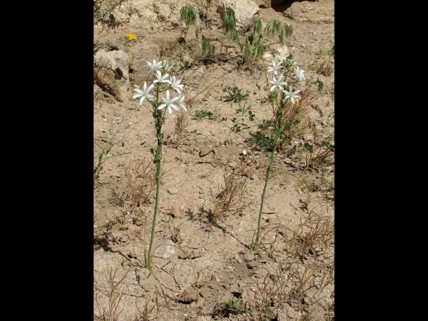 Ornithogalum sp.
Trefwoorden: Plant;Asparagaceae;Bloem;groen;wit