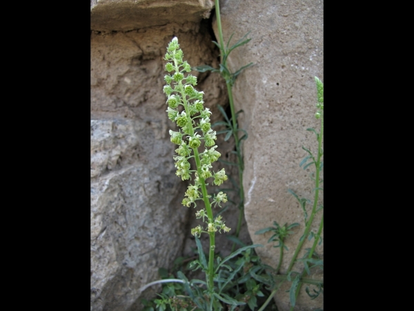 Reseda lutea
Wild Mignonette (Eng) Wilde Reseda (Ned)  اسپرک زرد (Farsi)
Trefwoorden: Plant;Resedaceae;Bloem;groen;wit