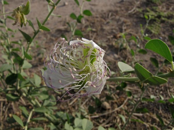 Capparis spinosa
Caper Bush (Eng)
Trefwoorden: Plant;Capparaceae;Bloem;wit