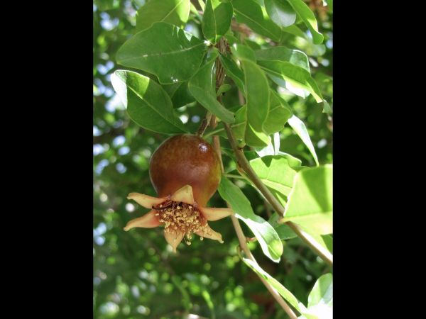 Punica granatum
Pomegranate (Eng)
Keywords: Plant;Boom;Lythraceae;vrucht;cultuurgewas
