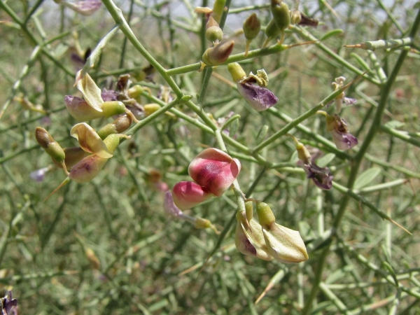 Alhagi maurorum
Camelthorn (Eng) Kameeldoorn (Ned)
Trefwoorden: Plant;Fabaceae;bloem;geel;rood
